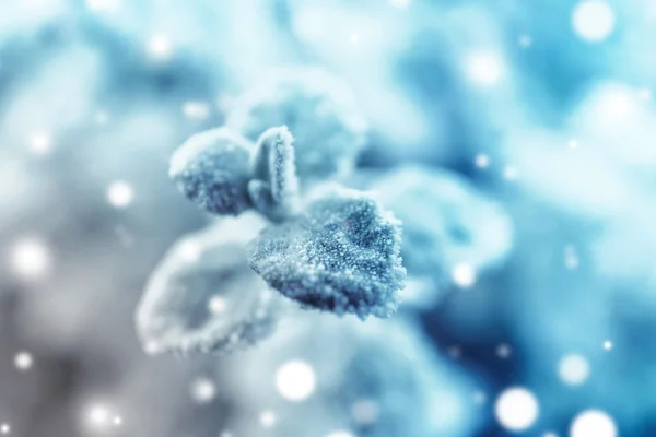 Mooie frosty bladeren, close-up. Besneeuwde effect, winter natuur concept. — Stockfoto
