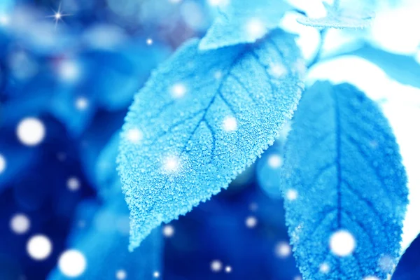 Όμορφα φύλλα ψυχρός, κινηματογράφηση σε πρώτο πλάνο. Χιονισμένο επίδραση, έννοια Φύση χειμώνα. — Φωτογραφία Αρχείου