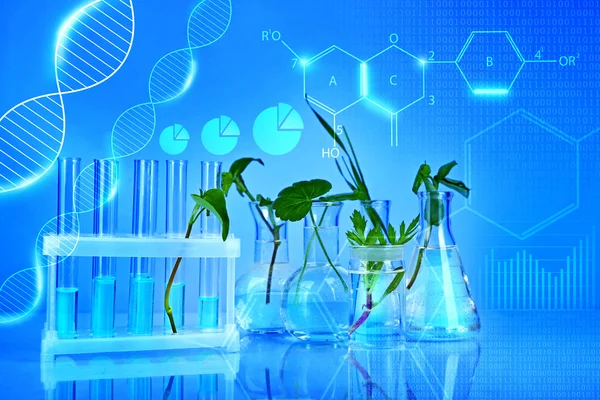 Tubos de ensayo con plantas, tonos azules. Concepto de investigación científica . — Foto de Stock