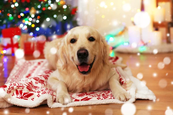 Lindo perro tendido en cuadros. Efecto nevado, concepto de celebración de Navidad . — Foto de Stock