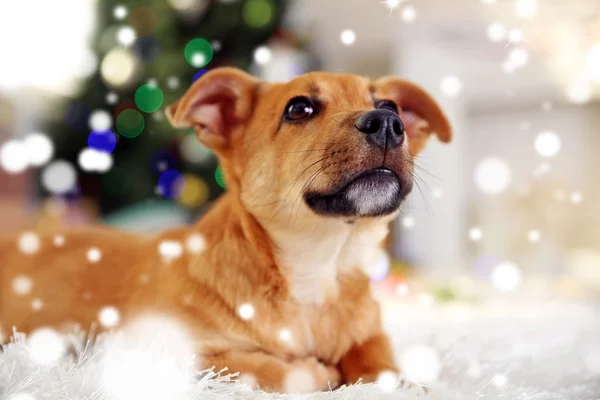 Cãozinho bonito no fundo da árvore de Natal borrada, close-up. Efeito nevado, conceito de celebração de Natal . — Fotografia de Stock