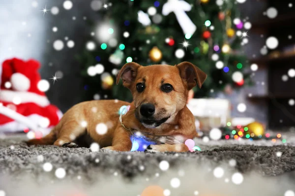 Filhote de cachorro bonito com guirlanda deitada no tapete contra o fundo da árvore de Natal borrada. Efeito nevado, conceito de celebração de Natal . — Fotografia de Stock