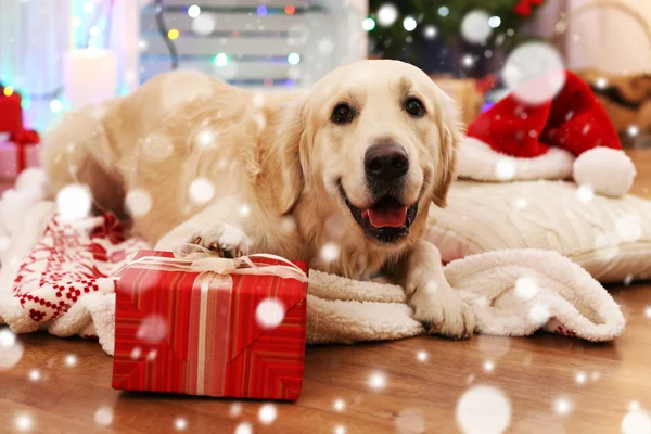 Mignon chien couché sur plaid avec cadeau de Noël. Effet neigeux, concept de célébration de Noël . — Photo