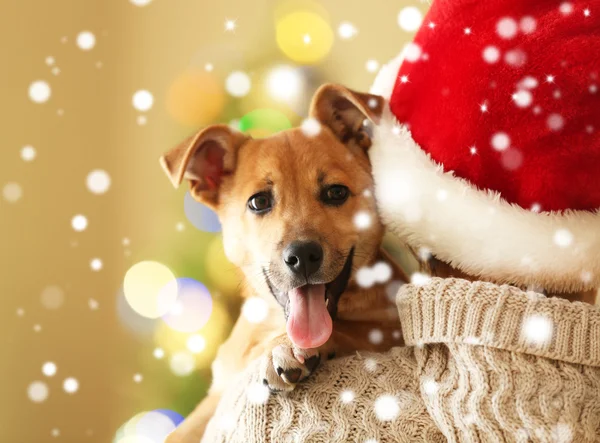 Vrouw in Santa hat bedrijf schattige puppy op schouder. Besneeuwde effect, Kerstmis viering concept. — Stockfoto