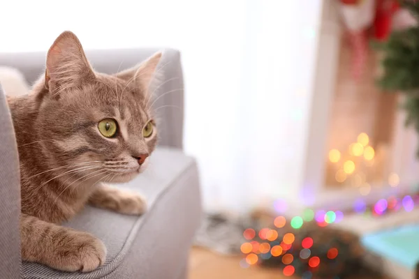 Tabby katt liggande i grå fåtölj på suddig bakgrund, på nära håll se — Stockfoto