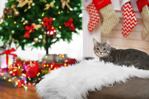 Tabby cat lying on white plaid in living room decorated for Christmas — Stock Photo, Image