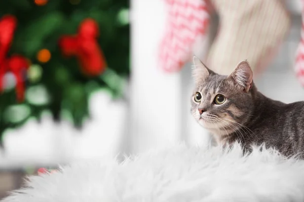 Portrait of tabby cat lying on white plaid against blurred background — Stock Photo, Image