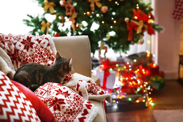 Kočka ležící na pohovce v obývacím pokoji zdobené na Vánoce — Stock fotografie