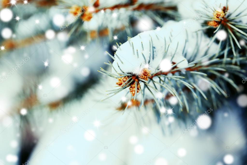 Fir tree branch covered with snow, closeup. Snowy effect, winter nature concept.