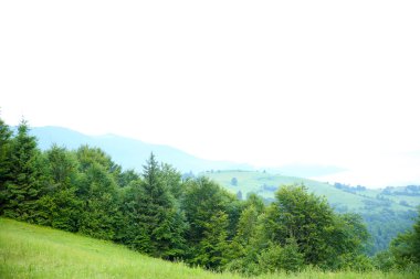 Yaz aylarında dağ orman