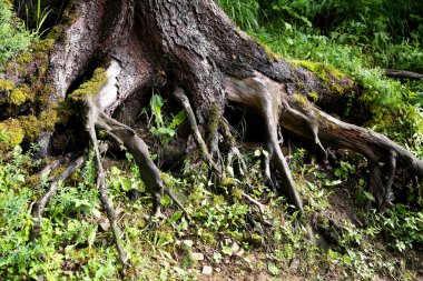 Ağaç kökleri ormandaki, portre