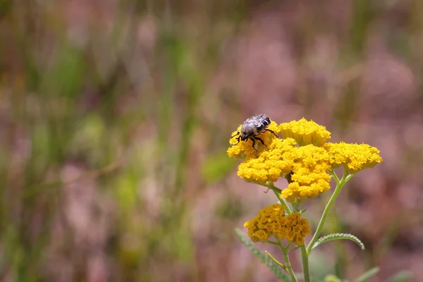 Small bug on yellow wildflower on blurred background — Stock Photo, Image