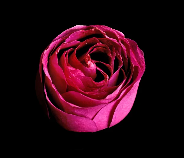 Beautiful pink rose on black background