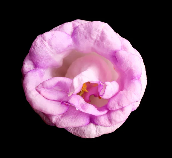 Schöne Eustoma-Blume auf schwarzem Hintergrund — Stockfoto
