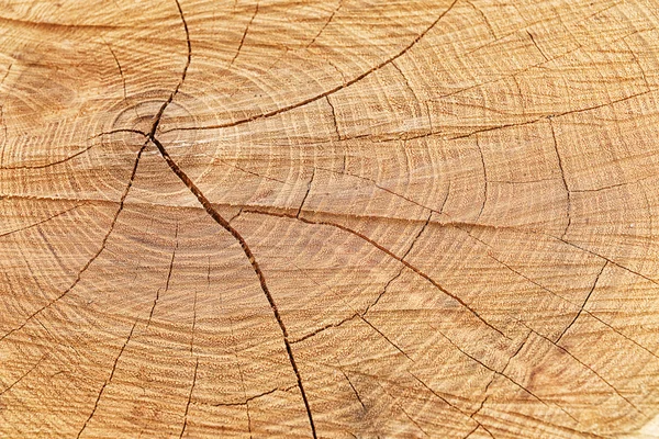Trädets tvärsnitt — Stockfoto