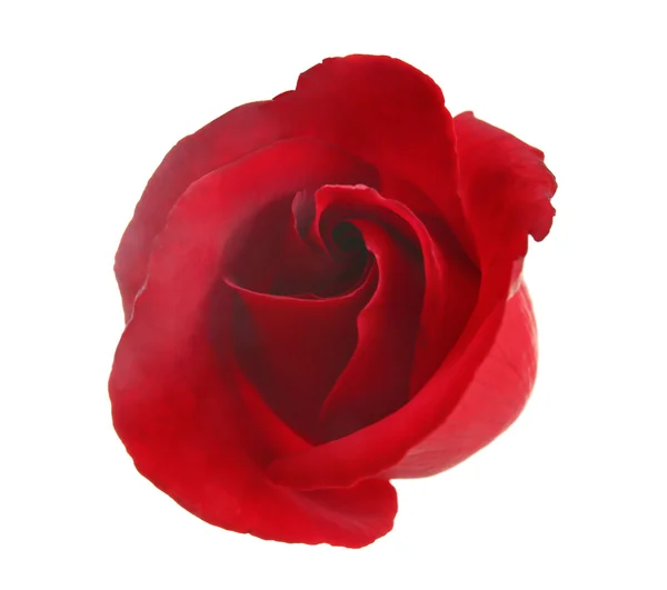 Mooie roos bud, geïsoleerd op wit — Stockfoto