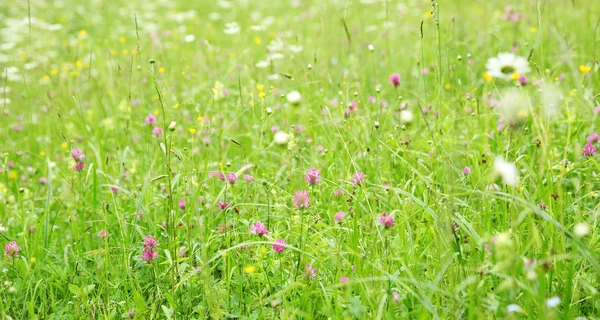Hermoso prado de flores silvestres — Foto de Stock