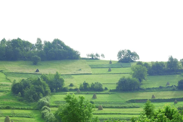 Summer forest on the hills — Stock Photo, Image