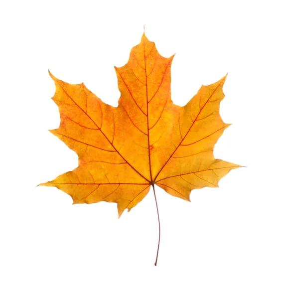 Autumn leaf, isolated on white — Stock Photo, Image