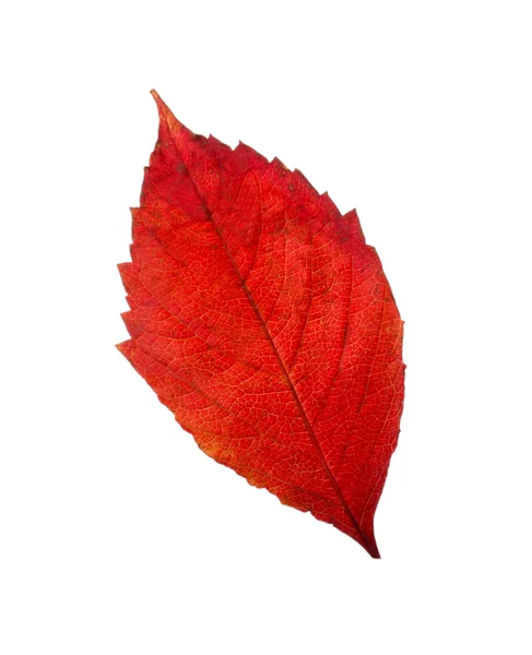 Herbstblatt, isoliert auf weiß — Stockfoto
