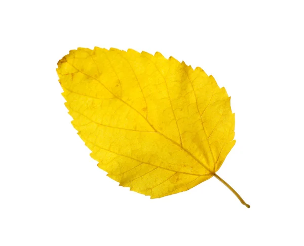 Höst löv, isolerad på vit — Stockfoto