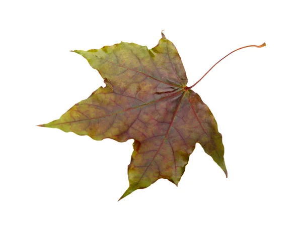 Осенний лист, изолированный на белом — стоковое фото