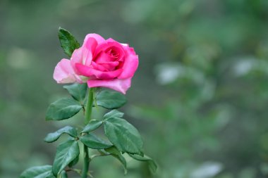 Güzel görünümü kadar yakın üzerinde bulanık arka plan gül