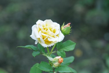 Güzel görünümü kadar yakın üzerinde bulanık arka plan gül