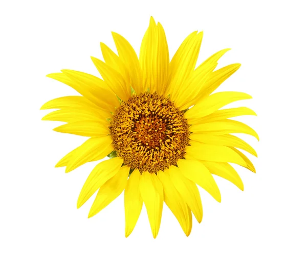 Helle Sonnenblume isoliert auf weiß — Stockfoto