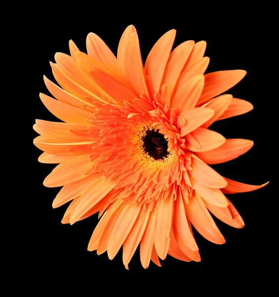 Bela flor de gerbera no fundo preto — Fotografia de Stock