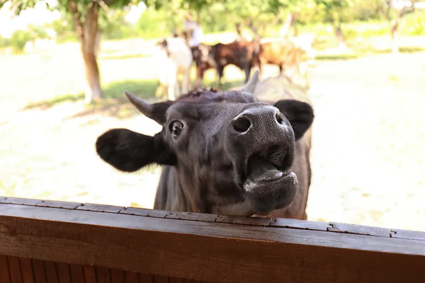 Cow on the farm behind fencing — Stock Photo, Image