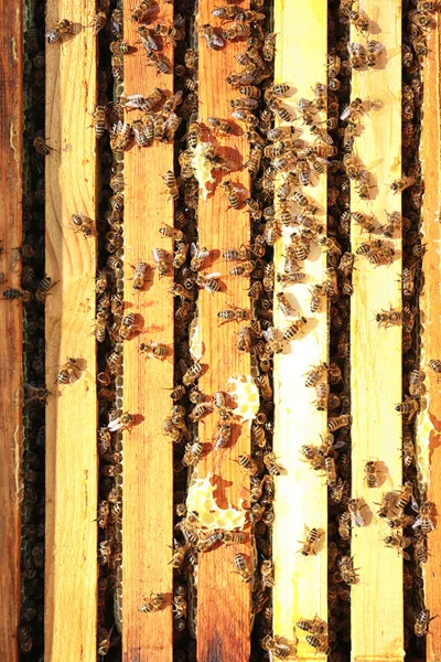 Waben und Bienen im Bienenstock — Stockfoto