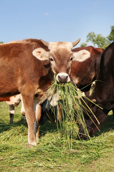 Vacas en el pasto — Foto de Stock