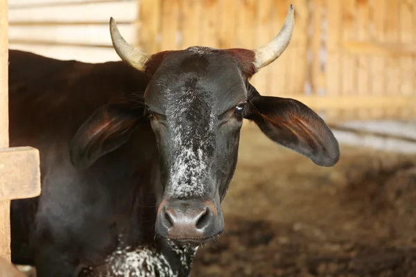 Vache de ferme sur un fond flou — Photo