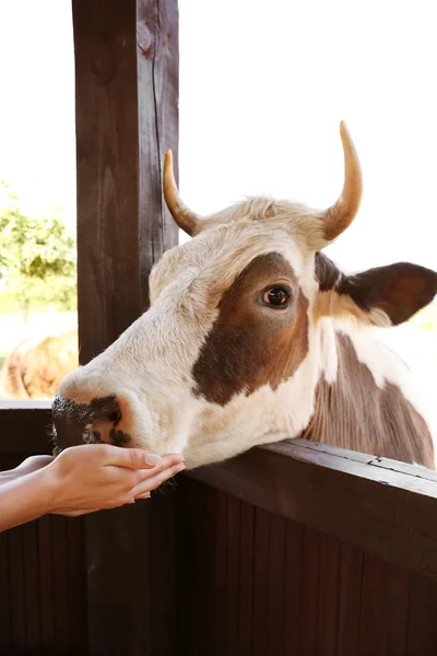 Корова на ферме за забором — стоковое фото