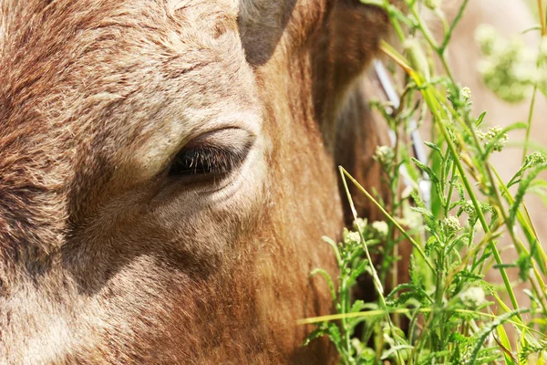 Корова на пасовищі — стокове фото