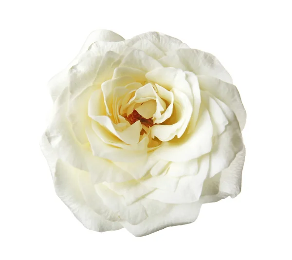 Vacker ros isolerad på vit — Stockfoto