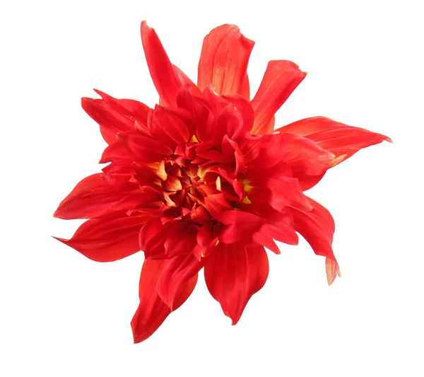 Beautiful red flower isolated on white — Stock Photo, Image