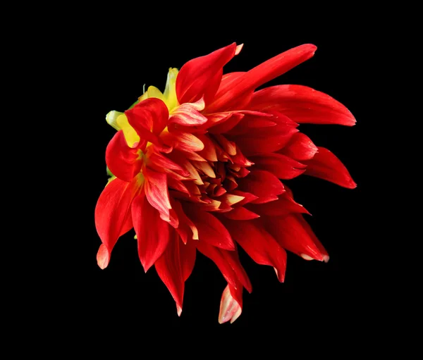 Vacker röd blomma på svart bakgrund — Stockfoto