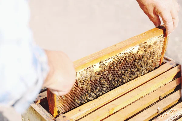 Mann steigt mit Bienenwabe aus Bienenstock — Stockfoto