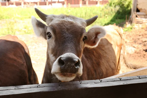 Корова на фермі за фехтуванням — стокове фото