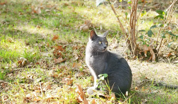 Roztomilý kočka v parku — Stock fotografie