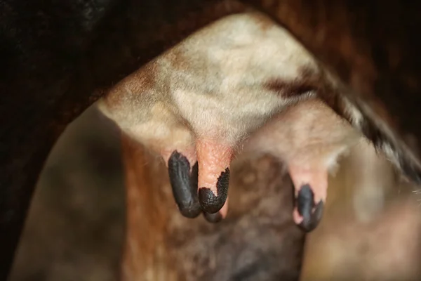 牛の乳房をクローズ アップ ストック写真