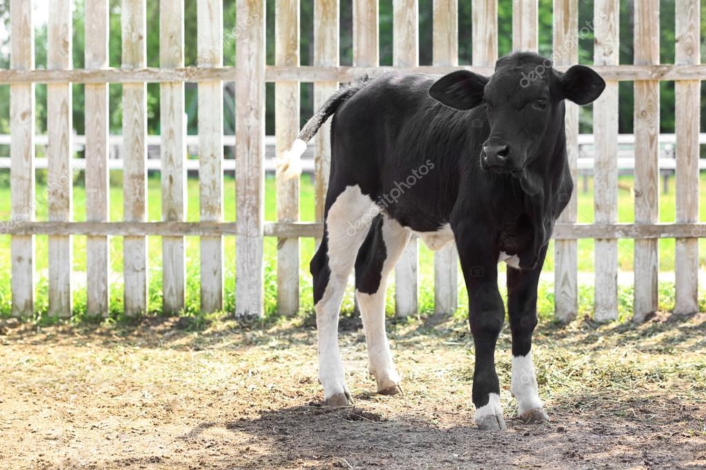 belchonock