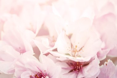 Pastel çiçek arka plan. Çiçek Sanat kavramı.