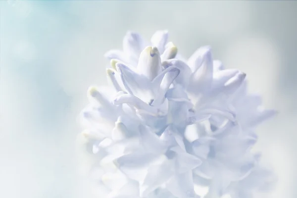 Pastellfärgade blommor bakgrund. Blommig konst koncept. — Stockfoto