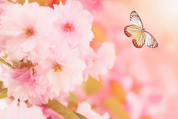 Beautiful butterfly and flowers, closeup. Nature concept. — Stock Photo, Image