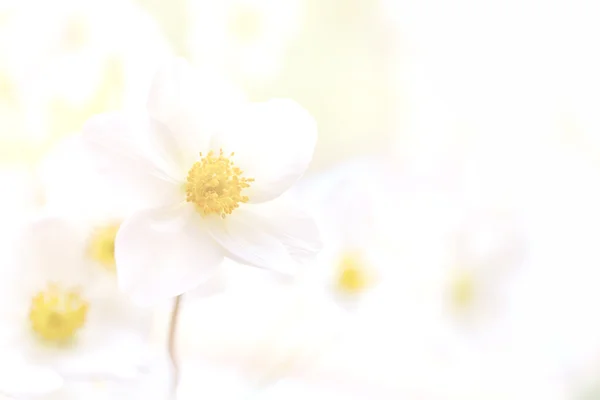 Fondo de flores de pastel. Concepto de arte floral . — Foto de Stock