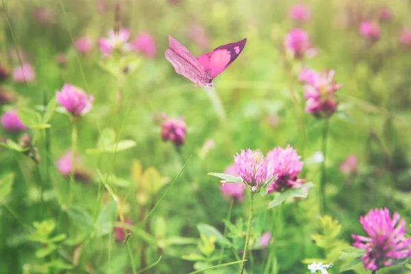 Güzel kelebek ve çiçek, portre. Doğa kavramı. — Stok fotoğraf