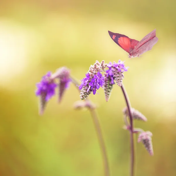 Piękny motyl i kwiat, zbliżenie. Koncepcja natura. — Zdjęcie stockowe
